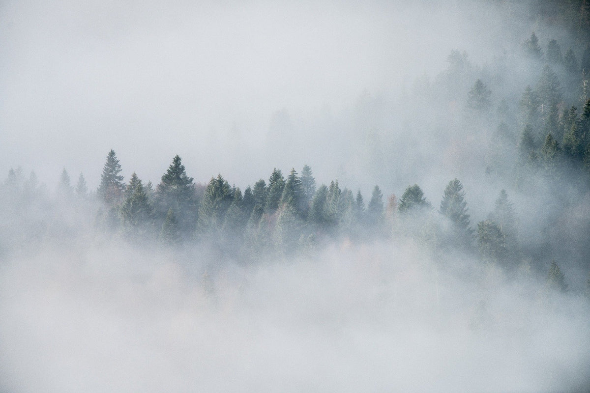 Foggy Forest Wallpaper