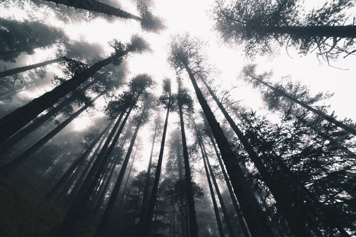 Smokey Treetop Halloween Forest Wallpaper Murals in your room — zoomed
