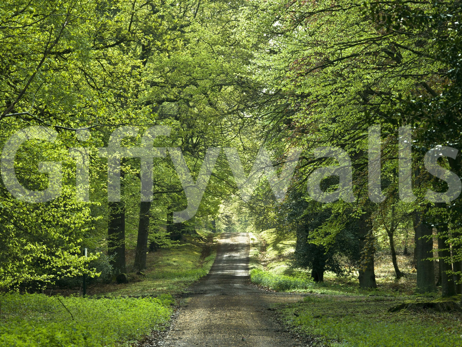 Escape into the woods with the Flourishing Path wall mural design.