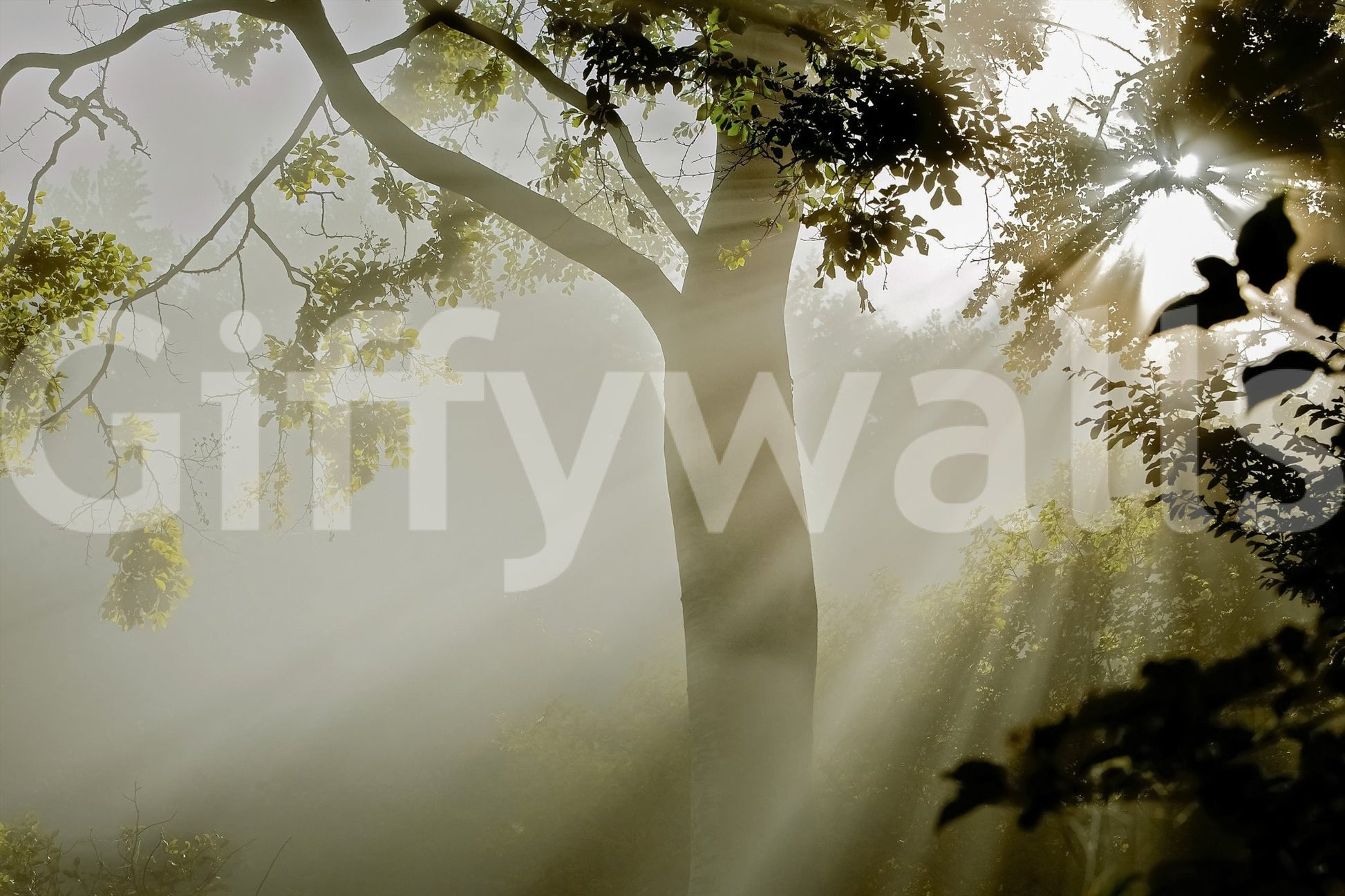 Living room wallpaper Forest Serenity, gorgeous jungle photograph, radiant light.