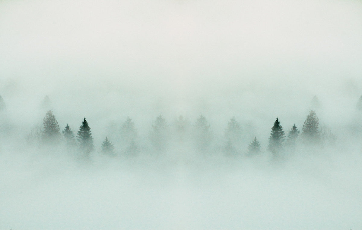 Dense Forest Fog Wallpaper Mural in your room