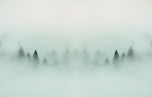 Dense Forest Fog Wallpaper Mural