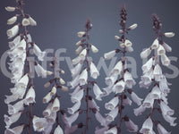 High resolution botanical study wallpaper, fantasy flower towers.