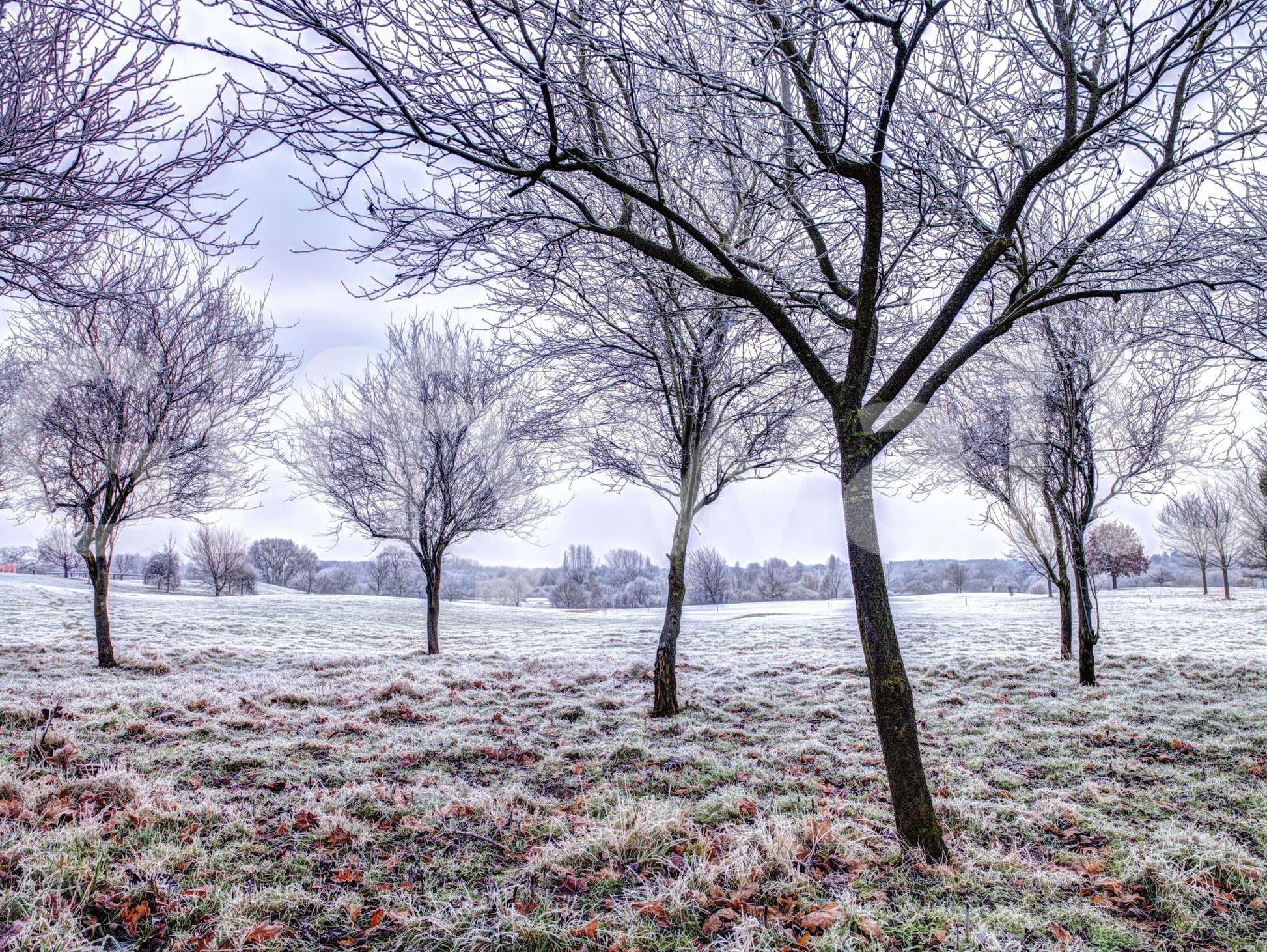 Hoarfrost covered ground, cold setting, peel and stick wallpaper.