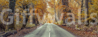 Fall foliage mural wallpaper

