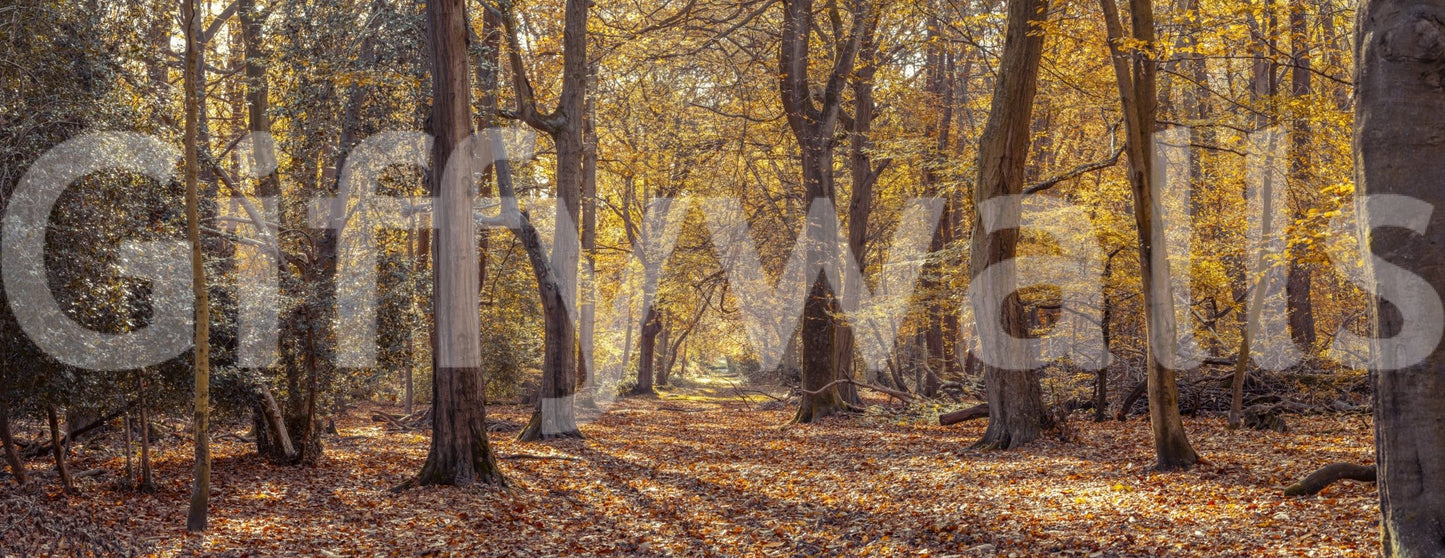 High definition Golden Forest Scene Wall Mural of a glowing wood.