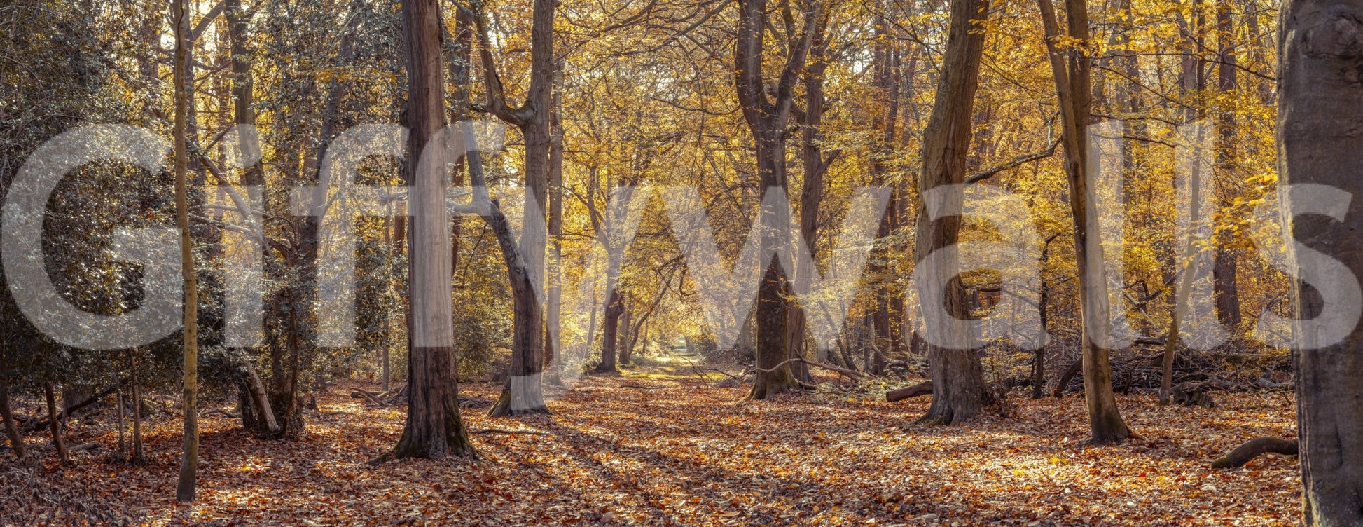 High definition Golden Forest Scene Wall Mural of a glowing wood.