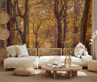 Golden Forest Scene for a living room Wall Mural with autumn leaves and sunlight.