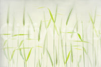 A calming serene field wallpaper mural that defines a space.

