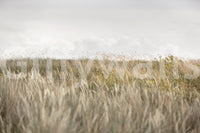 Golden Meadow Wall Mural -2658151