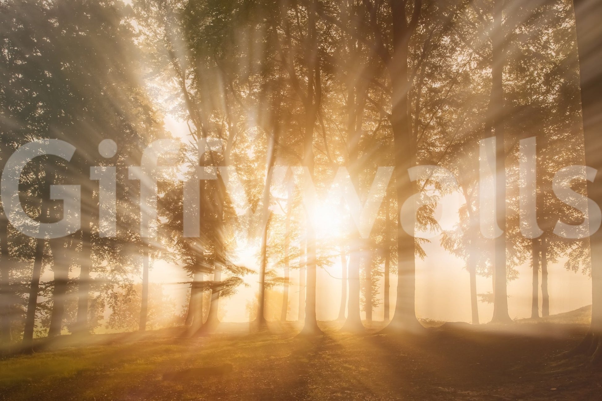 Heavenly ethereal light Golden Rays Through Trees decorative wallpaper.