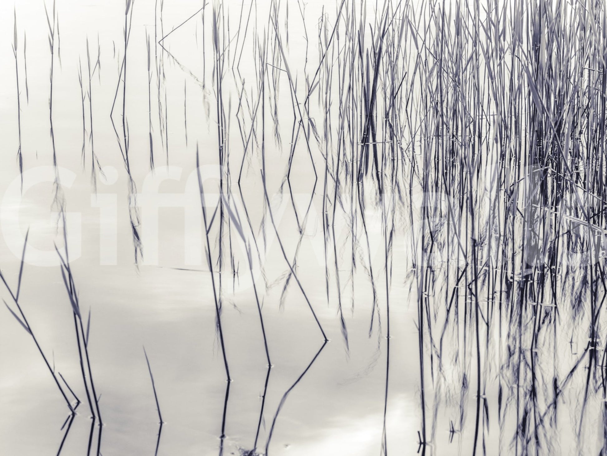 Grassy Reflections Wall Mural
