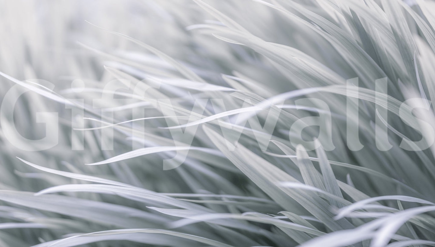 a close-up photo of light-colored grass


