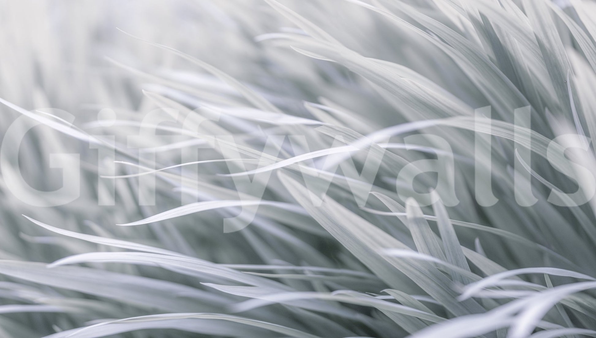 a close-up photo of light-colored grass

