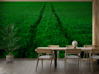 A calming modern sports wallpaper mural that defines a space.


