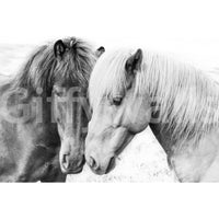 Horse Love wallpaper mural close-up of two horses nuzzling in soft black and white, showing the mane detail