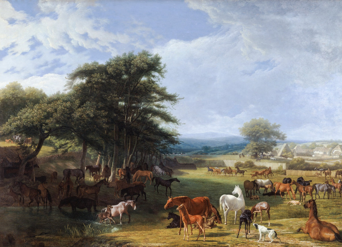 Horse Meadow Wallpaper Murals For Walls in your room