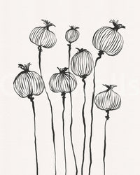 Ink Poppy Pods wallpaper mural shown as a full-wall design of black sketched poppy seed pods on cream