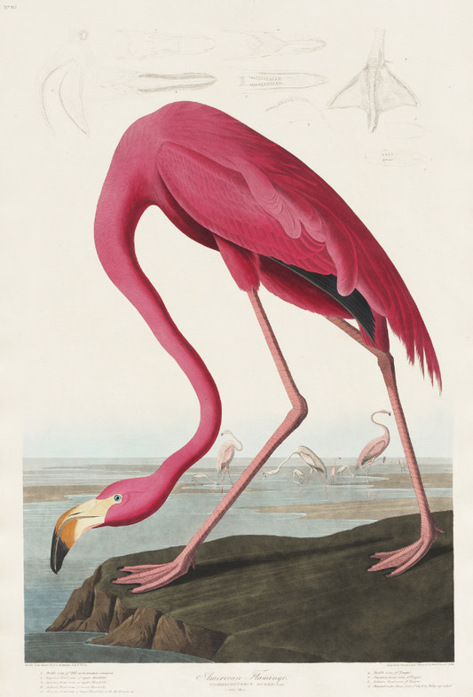 American Flamingo John James Audubon mural wallpaper with a vibrant pink bird.