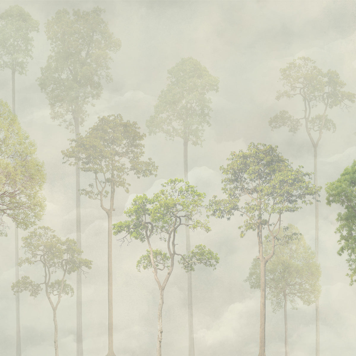 Misty Forest Green Wallpaper in your room