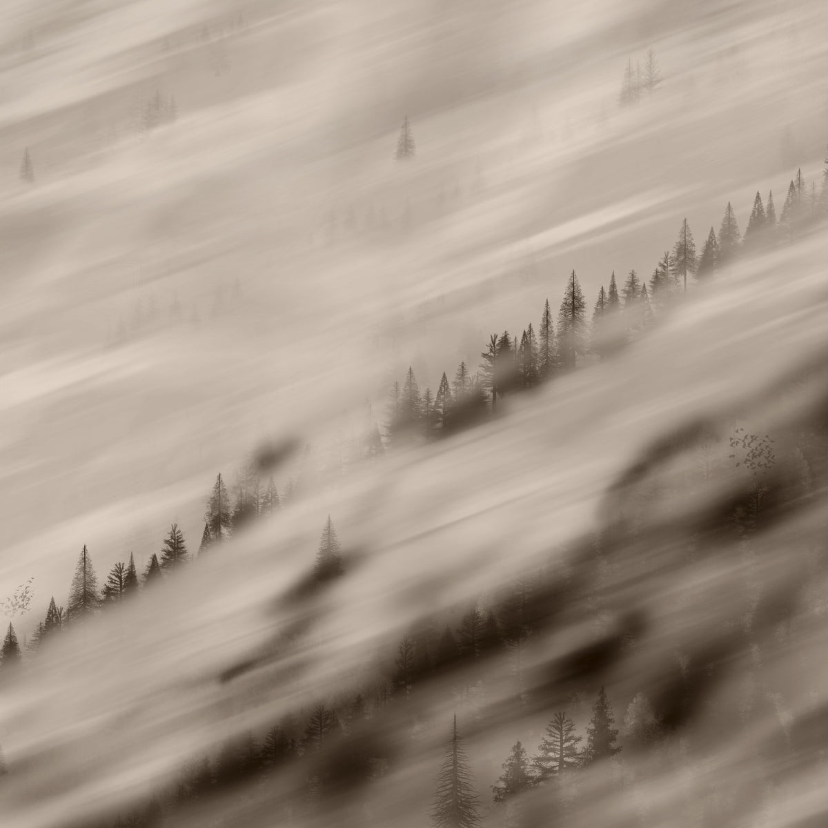 Forest Valley Sepia Wallpaper in your room — zoomed