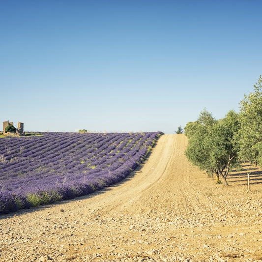 Lavender and Olive Harmony Wall Mural