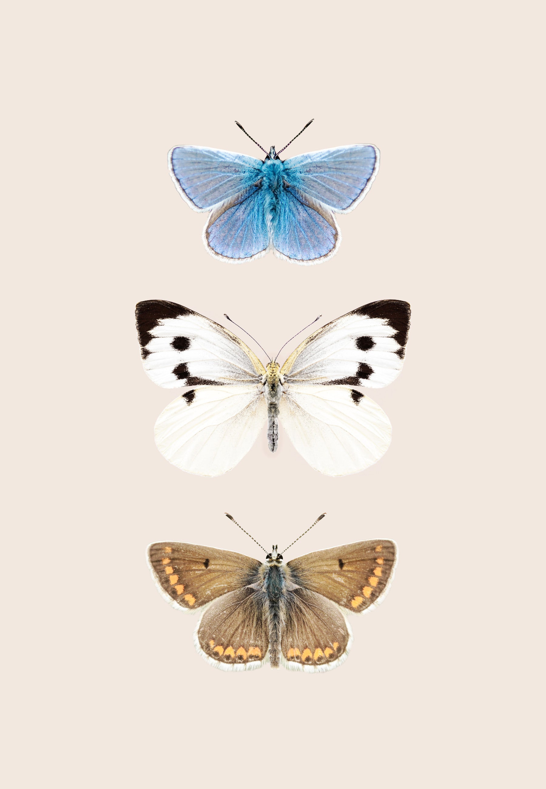 English Butterflies Wall Mural