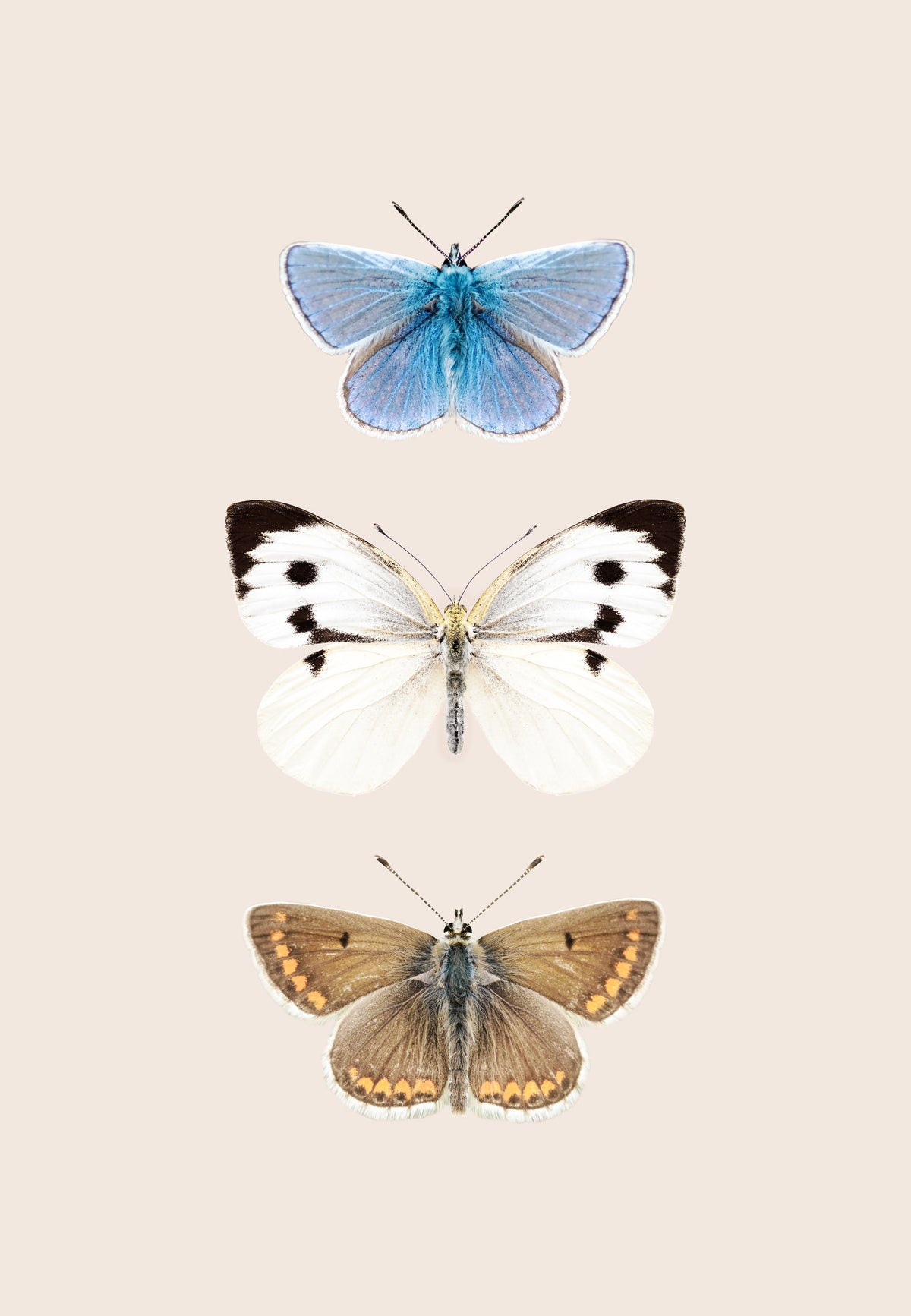 English Butterflies Wall Mural in your room — zoomed