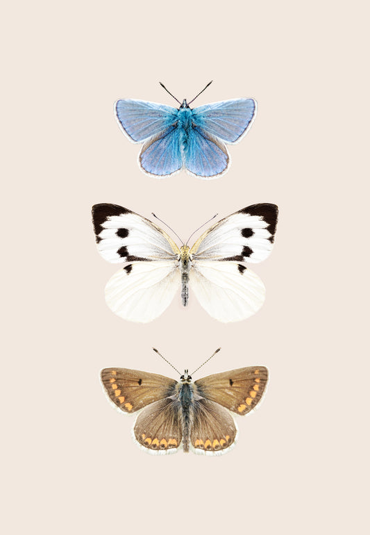 English Butterflies Wall Mural