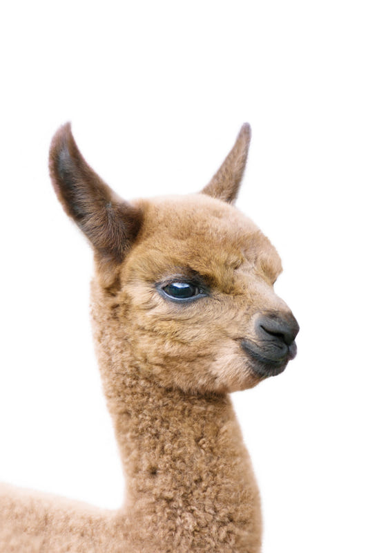 Baby Llama Wall Mural