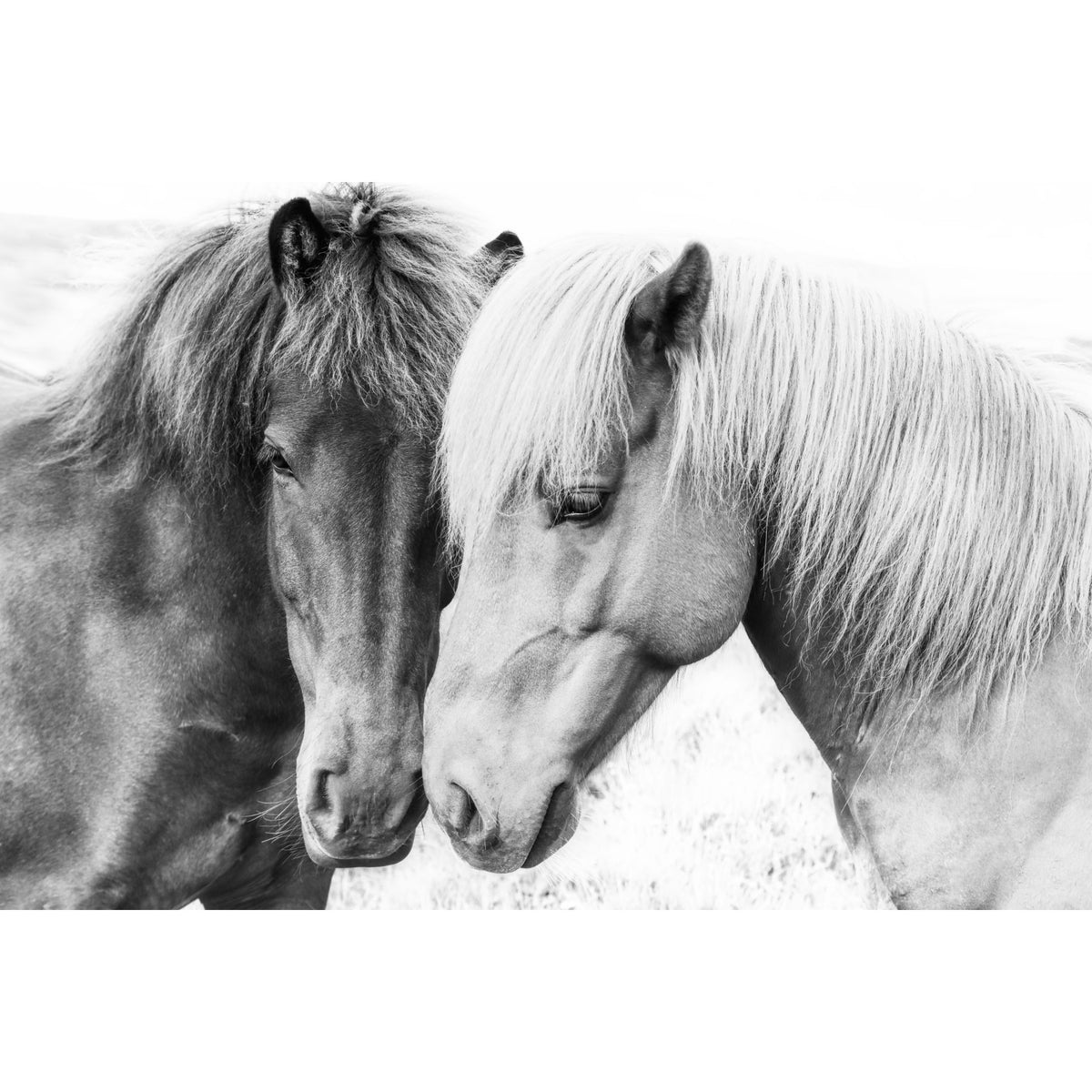 Horse Love Wall Mural in your room — zoomed
