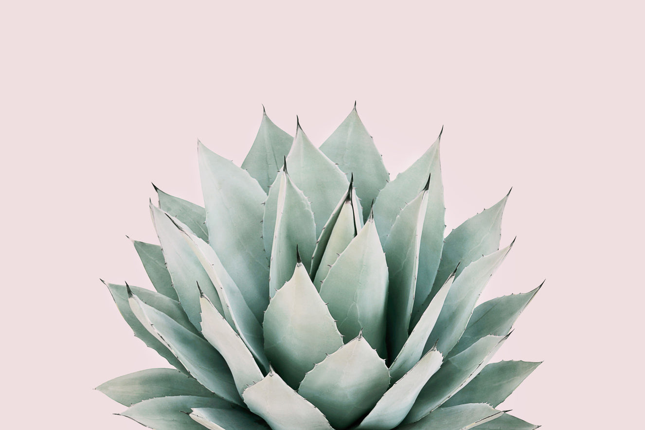 Agave Wall Mural