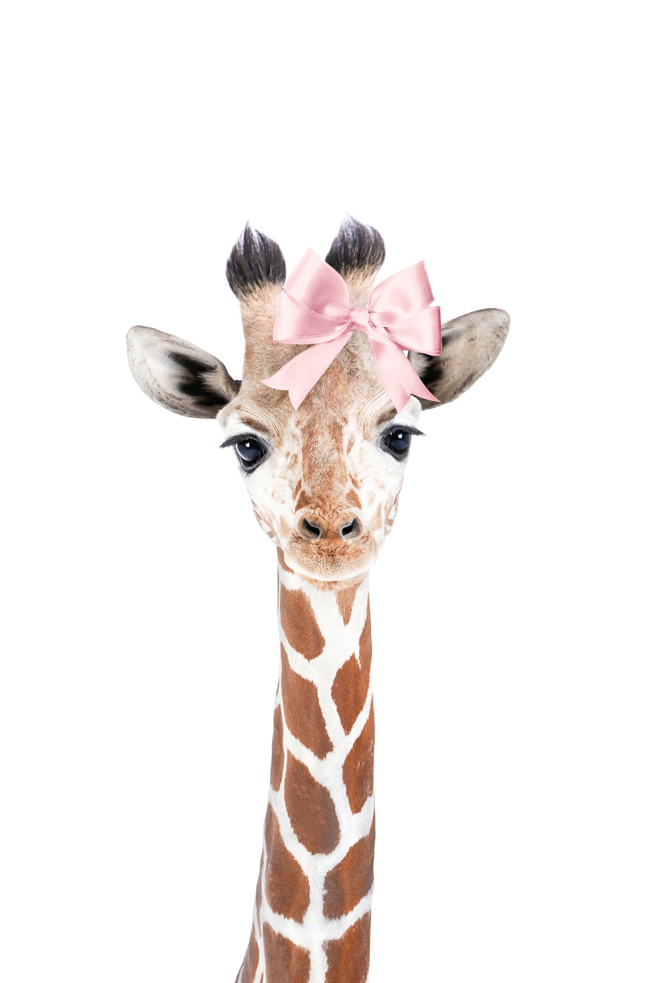 Baby Giraffe Bow Wall Mural