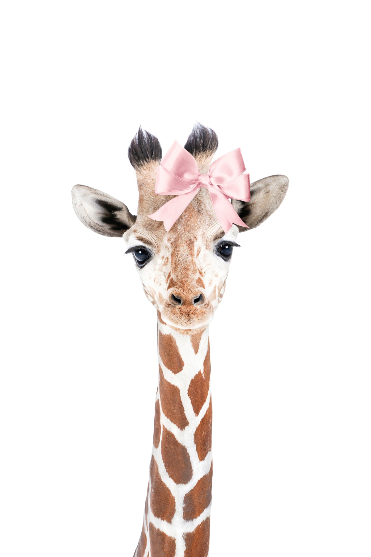 Baby Giraffe Bow Wall Mural in your room