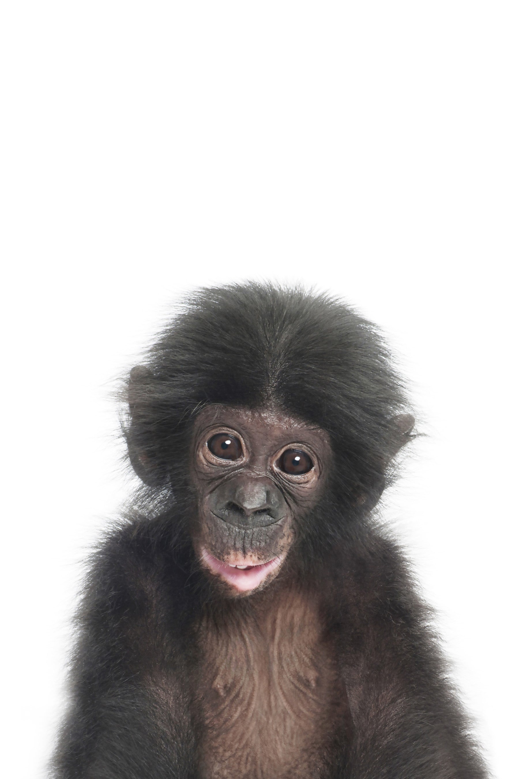 Baby Monkey Wall Mural