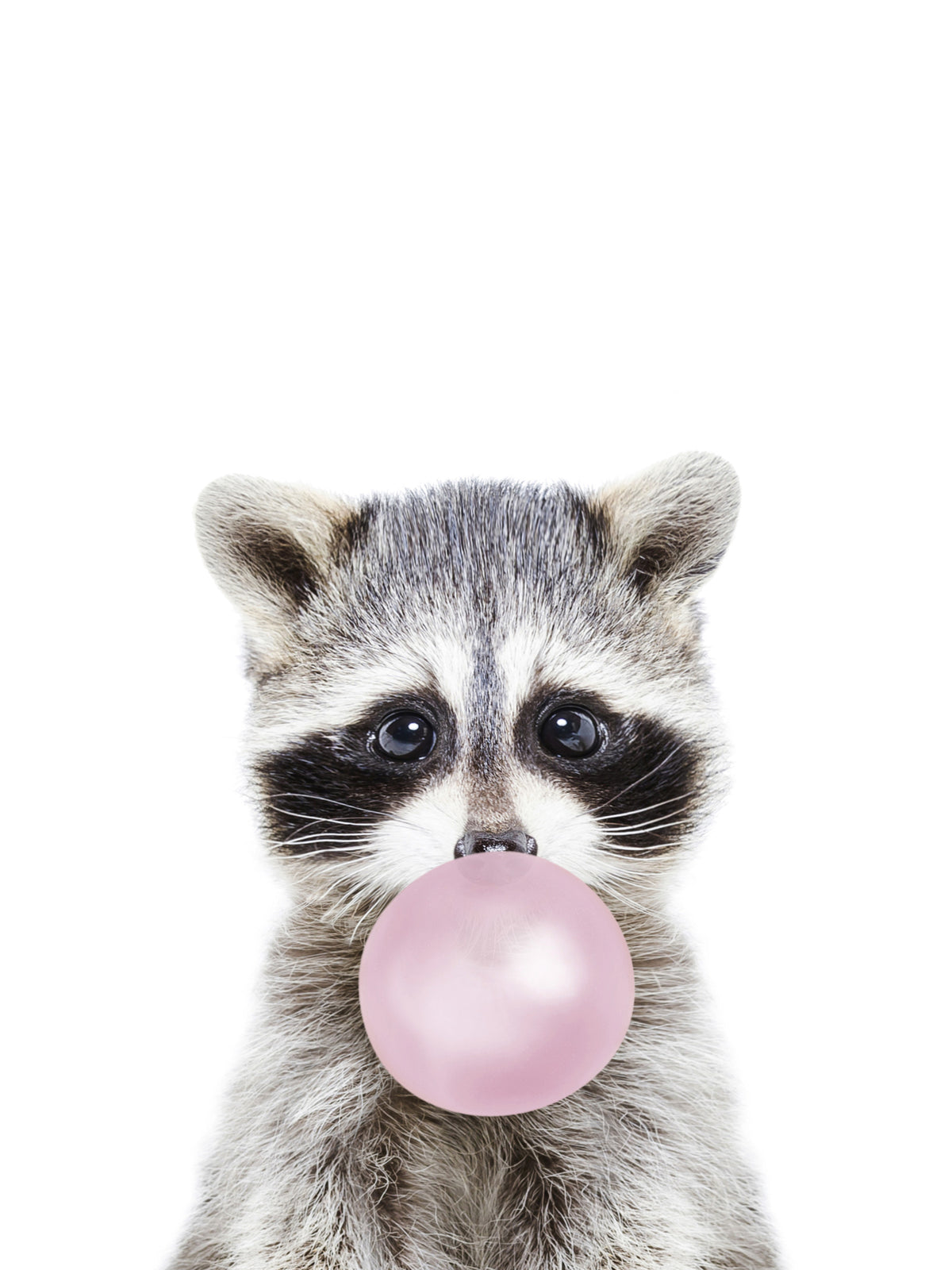 Bubble Gum Racoon Wall Mural in your room — zoomed