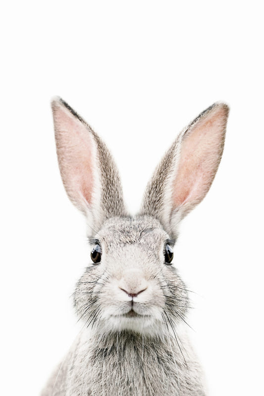 Bunny Wallpaper Mural