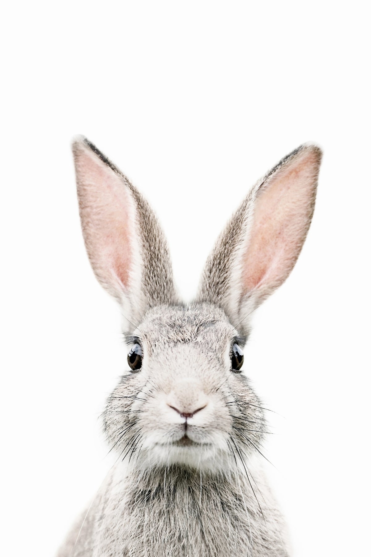 Bunny Wallpaper Mural in your room — zoomed