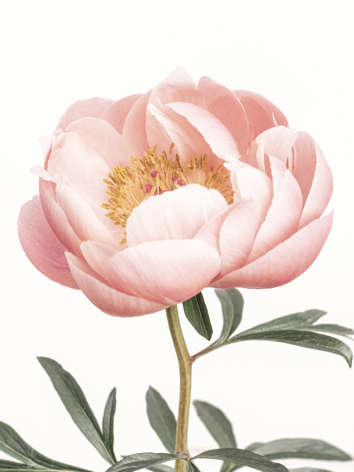 Coral Peony Wallapepr Mural