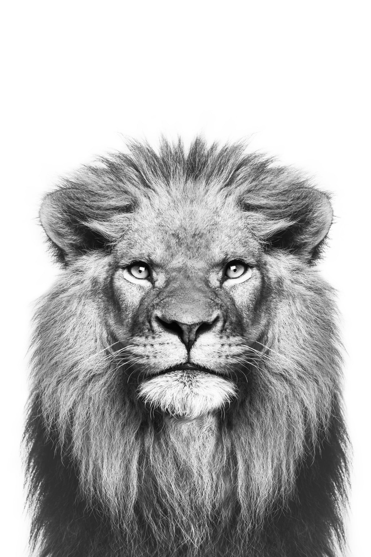 Black & White Lion Wall Mural in your room