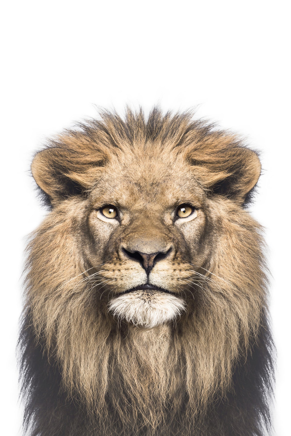 Lion Wall Mural in your room