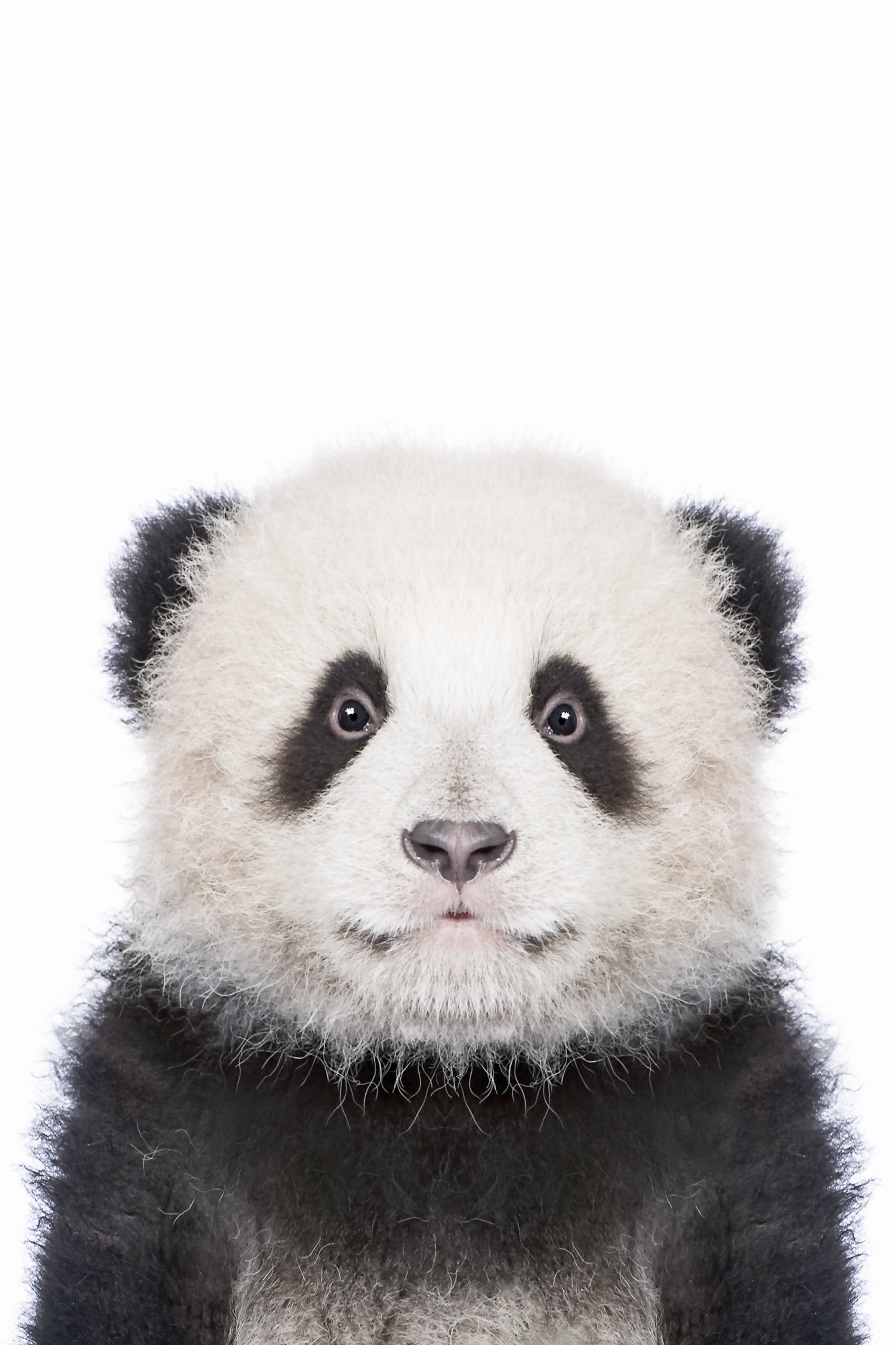 Panda Wall Mural