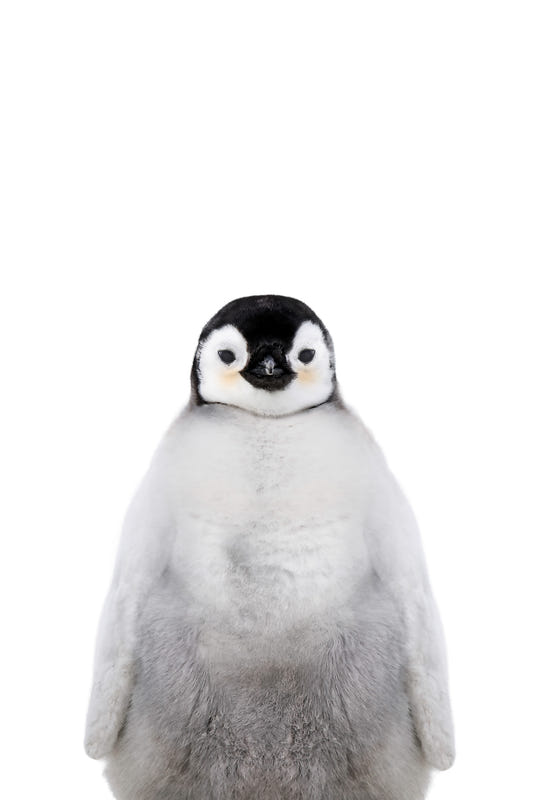Penguin Wall Mural