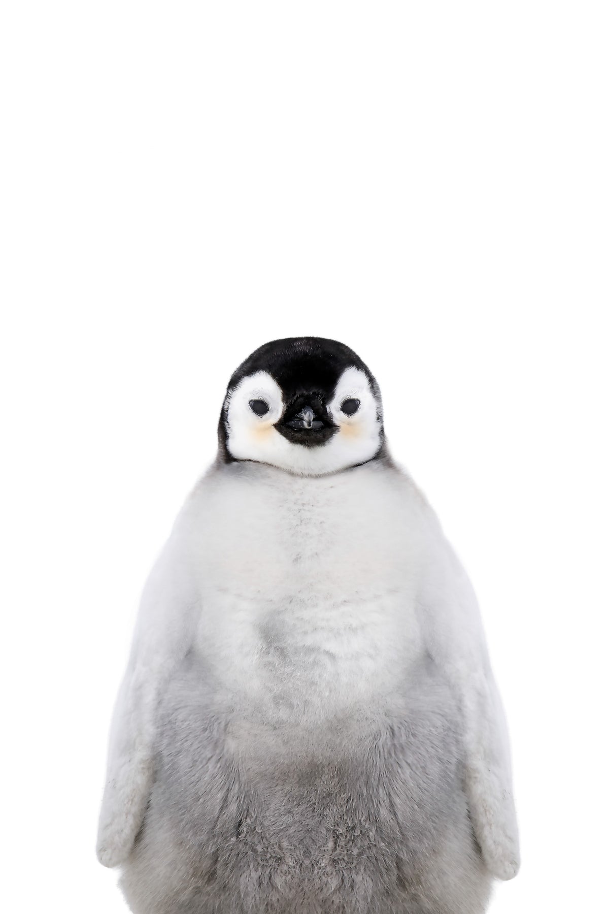 Penguin Wall Mural in your room