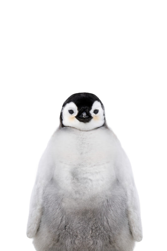 Penguin Wall Mural
