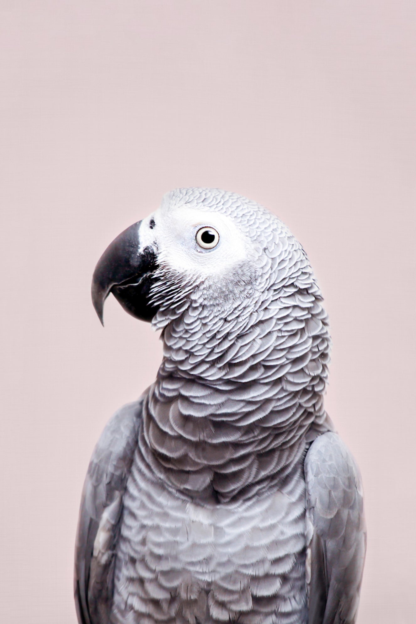 African Grey Wall Mural