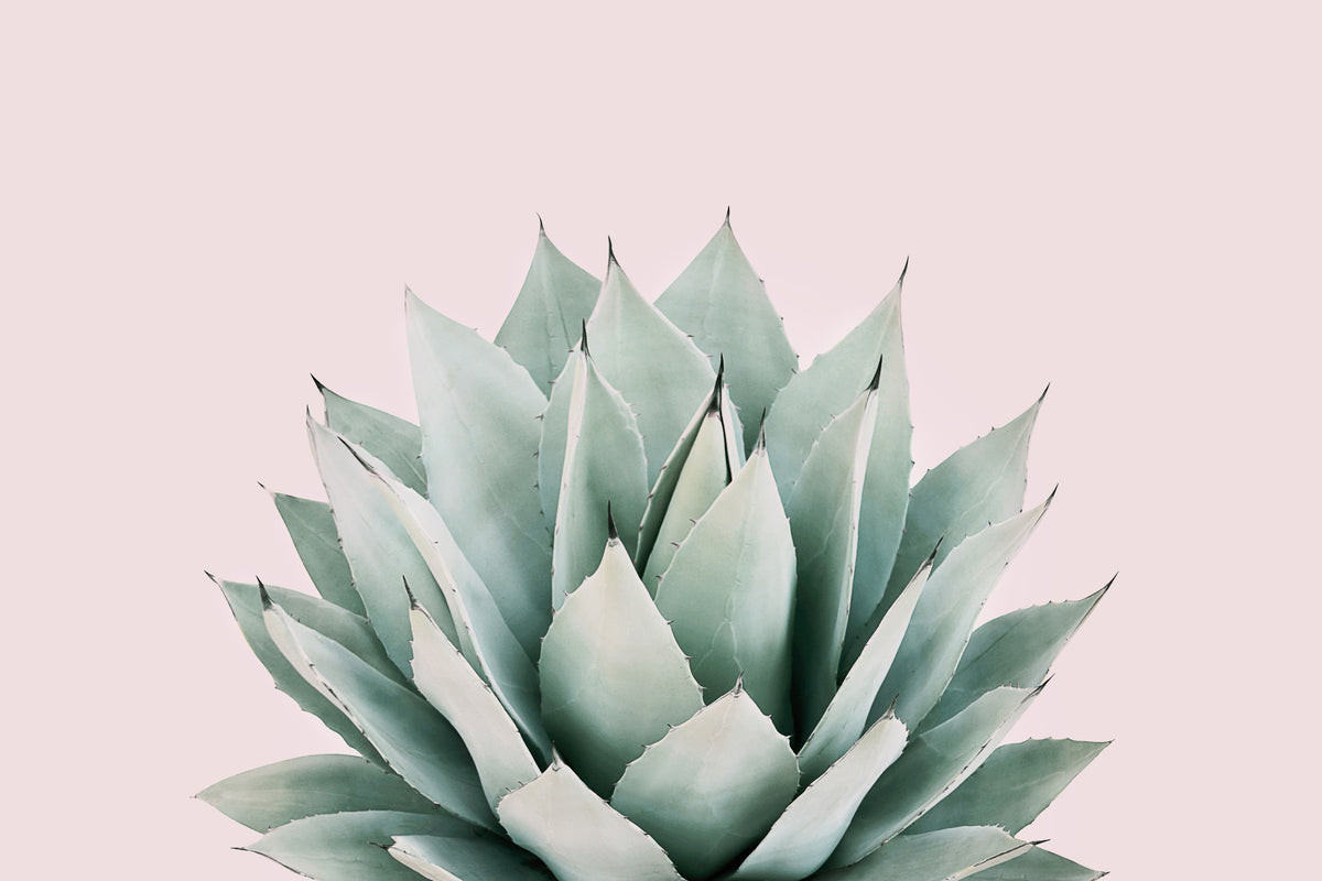 Agave Wall Mural in your room