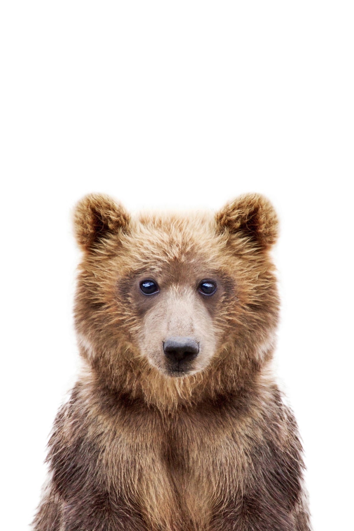 Baby Bear Wall Mural in your room