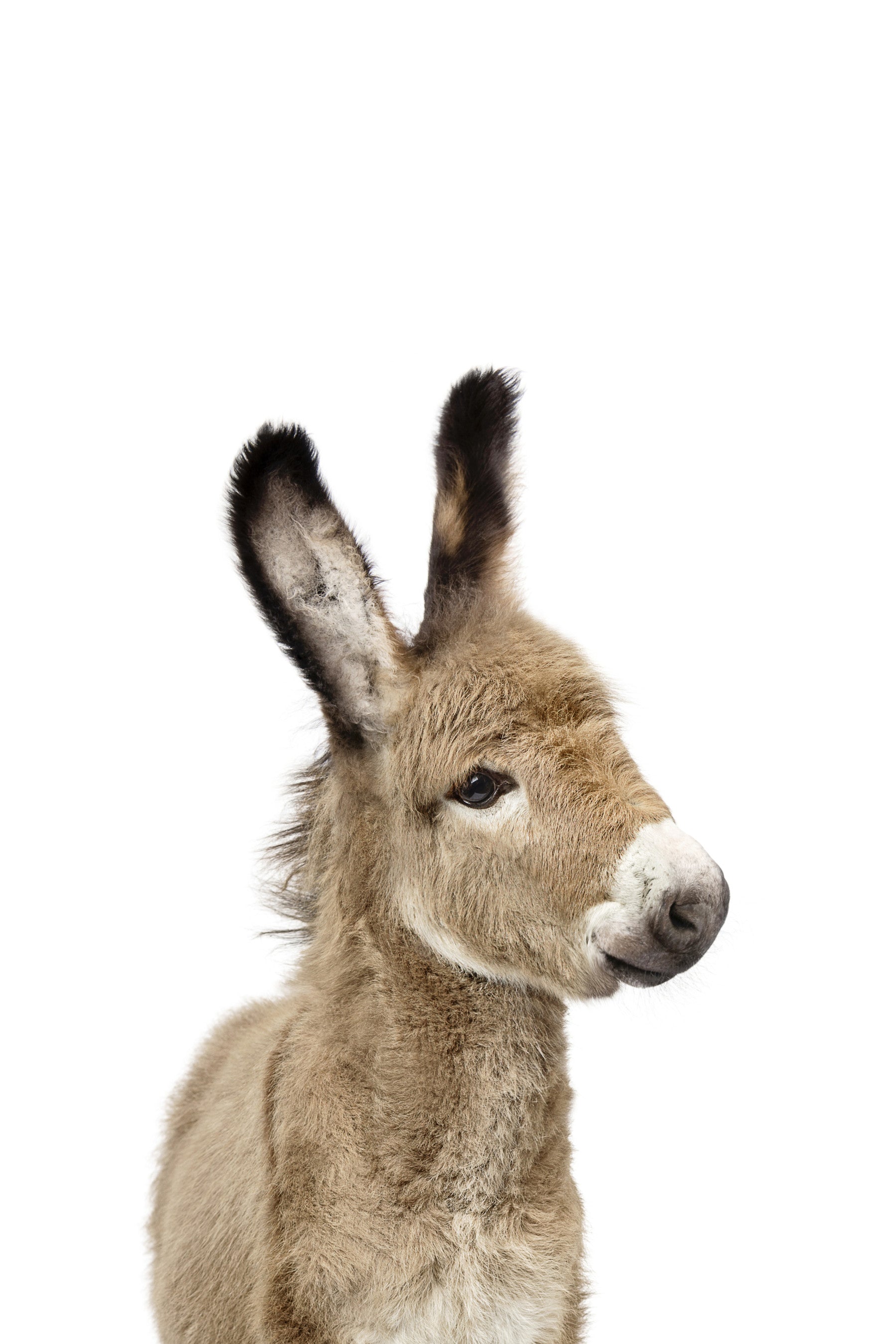 Baby Donkey Wall Mural