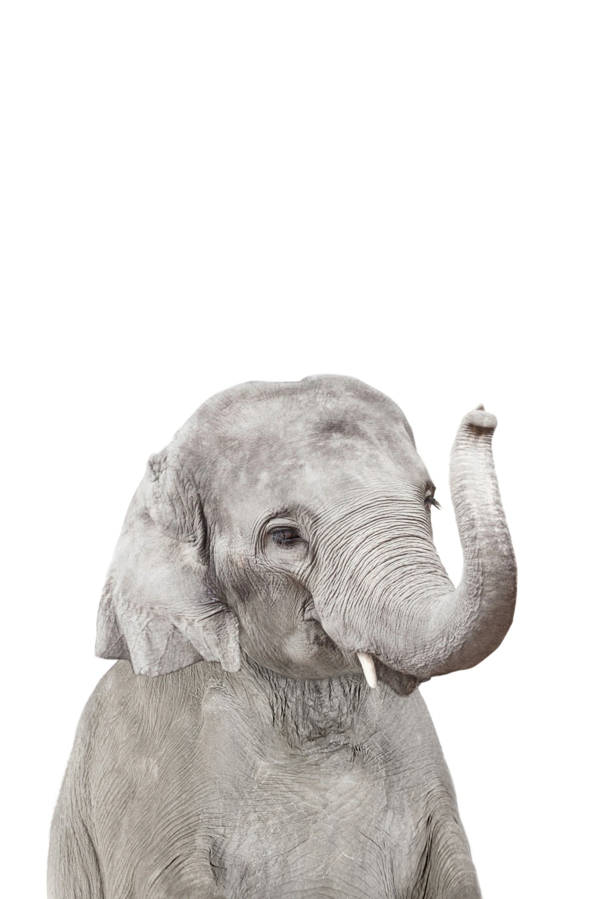Baby Elephant Wall Mural